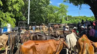 Nos Dimos una Vuelta por el Tianguis de San Juan Opico