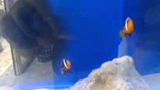 Amphiprion melanopus