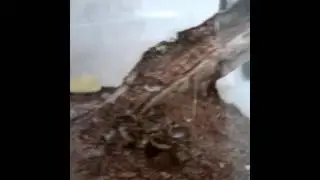 Thork's Birdeaters. Allohogna (ex.Lycosa) Singoriensis - Южнорусский тарантул.