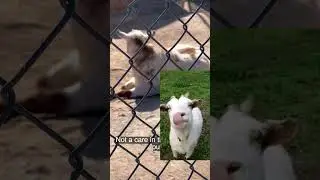 Goat 🐐 Play #animals #zoo #travel