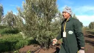 تقليم تكميلي متأخر لأشجار الزيتون من منطقة سطات