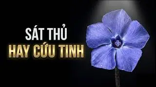 DỪA CẠN: Từ 10% lên 90% - Loài hoa dại đã thay đổi lịch sử Ung Thư Máu như thế nào?