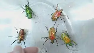 Amazing Flying African Flower Beetle - Cyprolais aurata (origin:Cameroon)