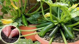 How To Growing, Fertilizing, And Harvesting Zucchini From seeds in Pots | Zucchini Plant Care