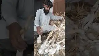 G1 Garlic jumbo size in Punjab #g1short #agriculture #punjab
