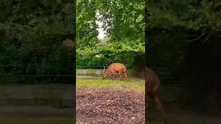 Being in the modern nature. Please subscribe my channel to see more, thanks😁 #zooantwerp #belgium