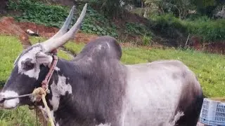 Majestic pair of AMRIT MAHAL and Khillari stud Bulls
