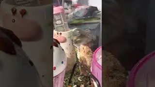 A cute hamster drinking water 🐹 🍼💖 #hamsters #like #subscribe #pets #youtubeshorts