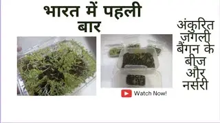 भारत में पहली बार जंगली बैंगन के अंकुरित बीज एवं चारा | Germinated seeds & Nursery of wild eggplant