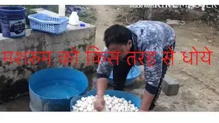 मशरुम को किस तरह से धोये / how to wash button mushrooms to keep it fresh for long time