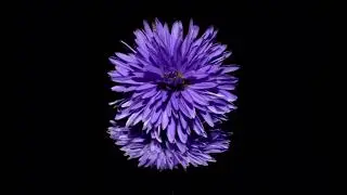 Lotus - Blossom (Official Audio)