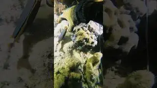 WOOWW 😱😱 try to catch fish #sea #fish