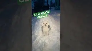 #winter #dog #diy #iglu #snow #adventure #bunker #home #house #selfmade #hund #shorts