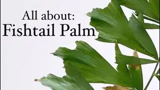 Fishtail Palm