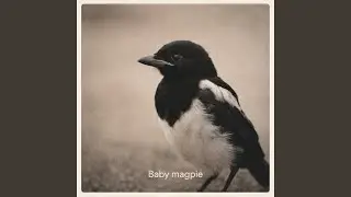 Baby magpie (Special Version)