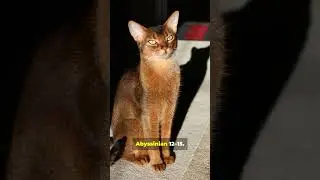 Which Cat Breed Lives Longest Find Out in 45 Seconds!