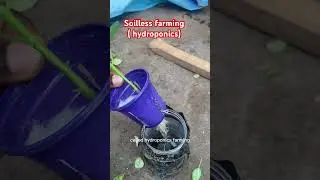 Soilless farming ( hydroponics) plant 🌱 growing on water 💧 with nutrients #hydroponics #soilless