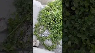 My beautiful village #vlog