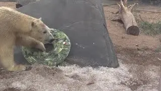 A produce ice wreath for Kali the polar bear at the Saint Louis Zoo