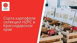 Галерея сортов HZPC Sadokas в Краснодарском крае