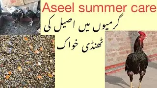 Aseel Rosters and chicks summer care|summer best aseel feed for best power|