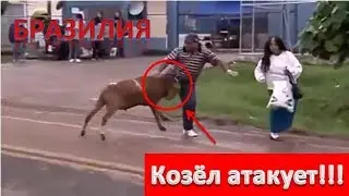 Козёл атакует !!!   Бразилия - ПРИКОЛ