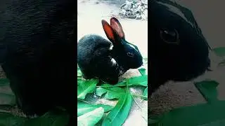 Maaz The Pet Lover#song #music#electronicmusic#song #remix#dj#pet#bunny#songs #petrabbit#animals.