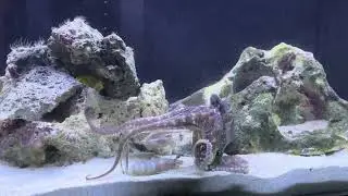 Mac the bimac octopus opens a jar