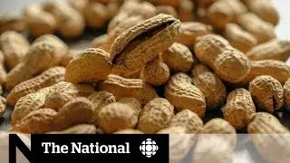 Eating small amounts of peanuts will not cure an allergy, new review suggests