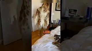 He Dressed Up As A Lion To Scare His Cat 🦁 😂 #shorts