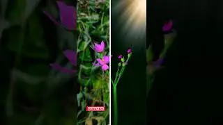 #GAMMAMIX #transformation #photography #beforeandafter #nature #editing #shorts #status #shorts