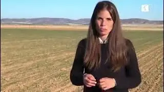 Cuidados y Preparación Galgo Español