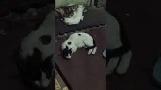 I found some cute kitties😻 #kiity #cat #kitten #cute #straycat