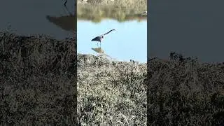 #birds #wildlife #nature #foster sity