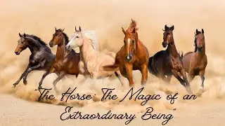 &ldquo;The Horse The Magic of an Extraordinary Being&rdquo;