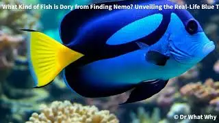What Kind of Fish is Dory from Finding Nemo? Unveiling the Real-Life Blue Tang!