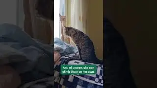 Special needs cat Dusty climbs to her window seat