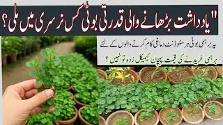 How to identify the real Brahmi herb? Ways to buy it from the nursery!