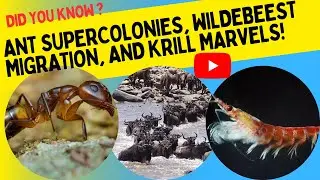 Fascinating Animal Population Facts That Will Amaze You!