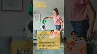 Pet-Proof Your Home: Safety First!