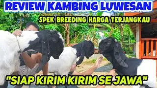 UPDATE HARGA KAMBING PE KALIGESING SUPER‼️ INDUKAN BETINA JUMBO TERBARU HARI INI 2025
