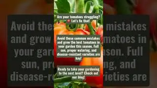 Avoid Tomato Growing Mistakes!