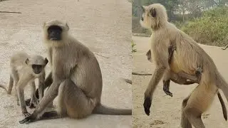 A Peaceful Village Road Moment as Wild Monkeys Sit Calmly Together