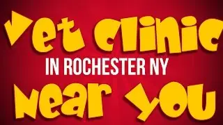 Find A Vet Clinic Near Me Rochester NY
