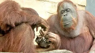 ジュリーさんに甘えて手を絡めるチェリア・オランウータン　2024/11/11