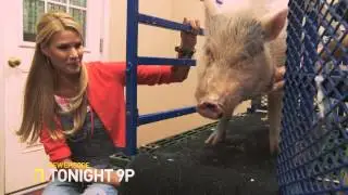 Spoiled Rotten Pets Episode 1 