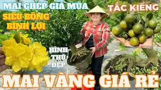 01-02 CHỊ THANH TRÀ Giao Lưu Mai Vàng Giá Rẻ, Mai Ghép Già Mùa SB Bình Lợi Đế Đẹp • THÀNH TRỌNG LÊ