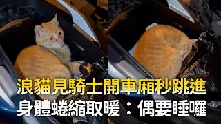 浪貓見騎士開車廂秒跳進　身體蜷縮取暖：偶要睡囉