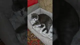 Тефтеля получила наследство.