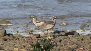 Beach Stone-curlew (Esacus magnirostris)